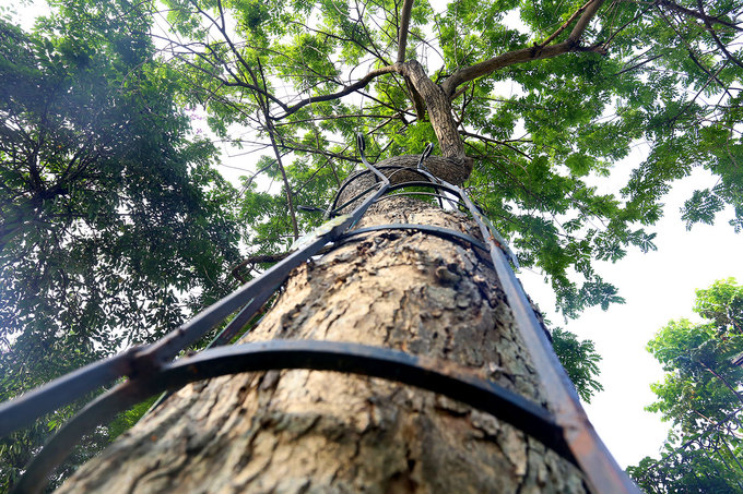 Hà Nội làm rào sắt, căng dây thép gai bảo vệ cây sưa đỏ